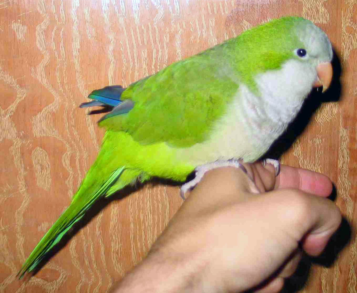 Conure veuve