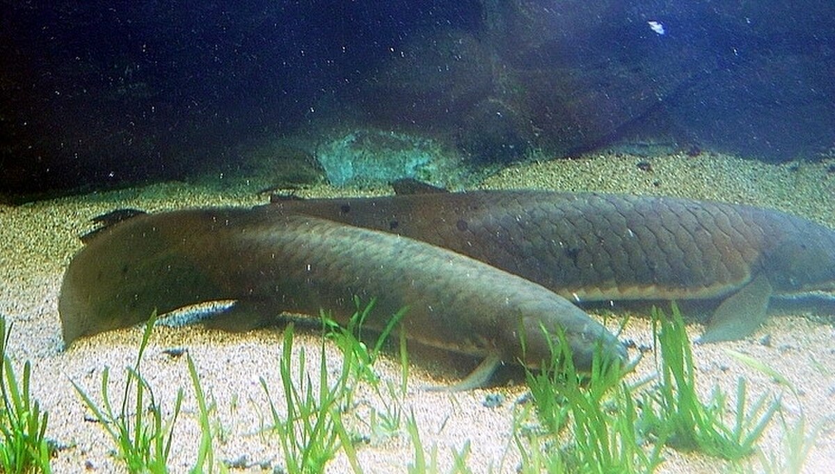 Neoceratodus forsteri