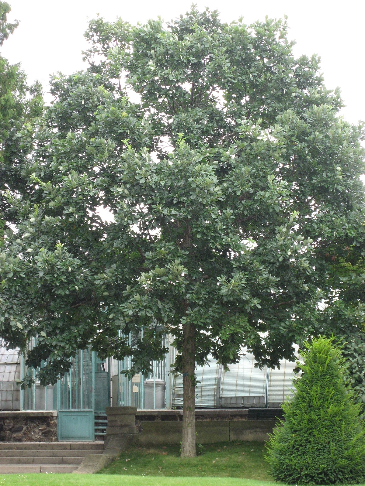 Quercus bicolor