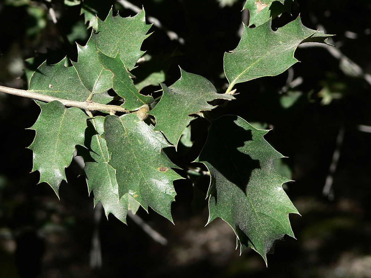 Quercus chrysolepis