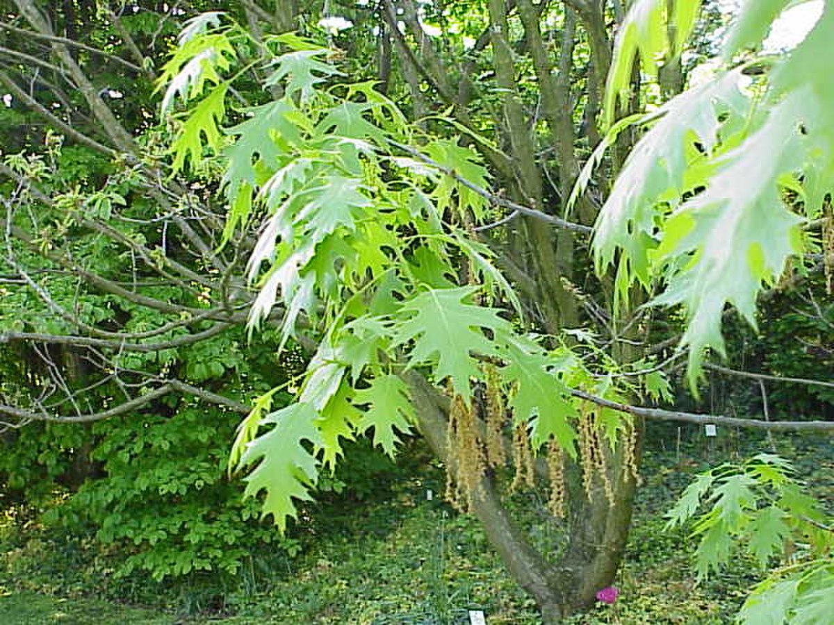 Quercus coccinea2.jpg