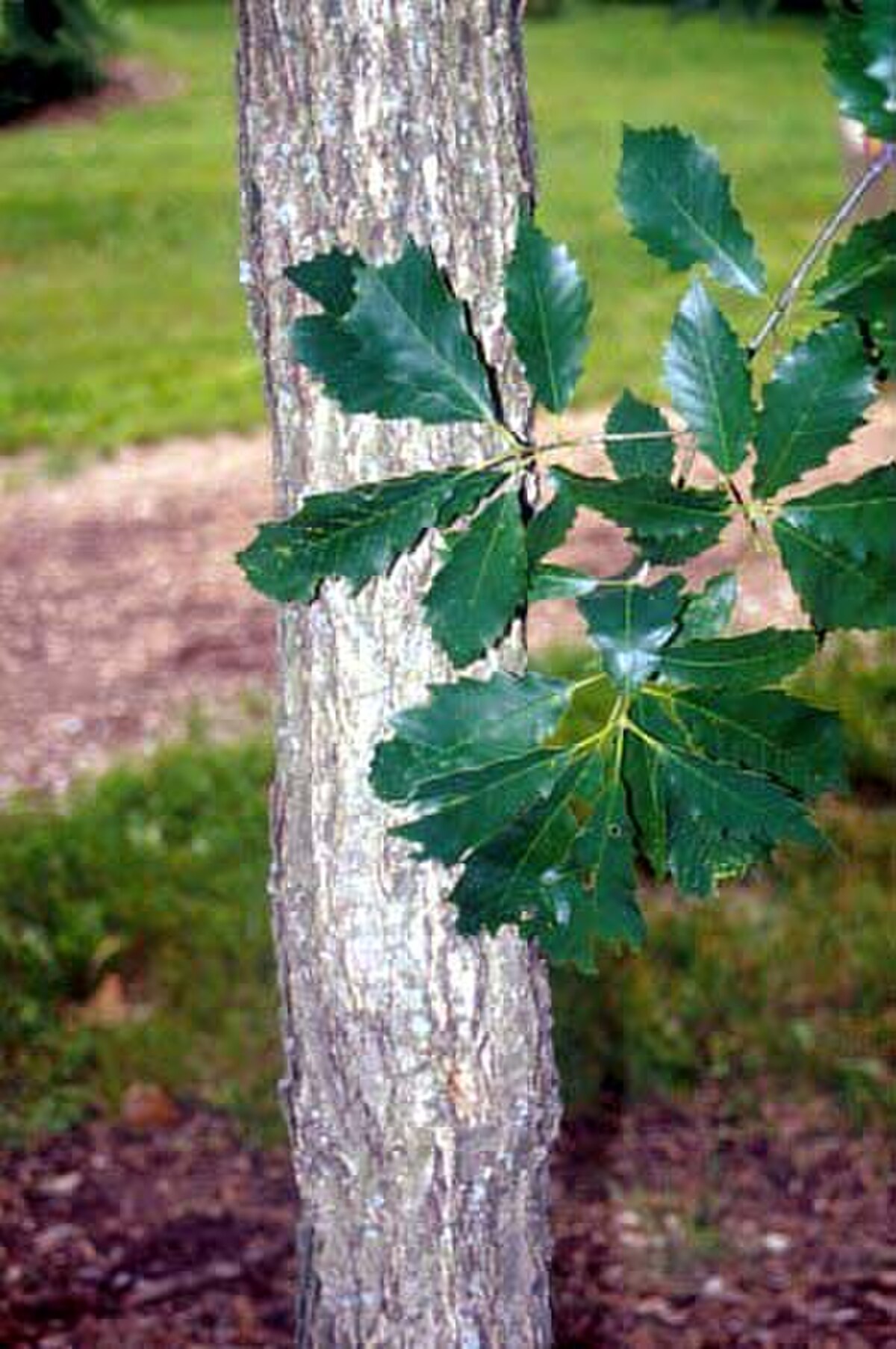Quercus muehlenbergii