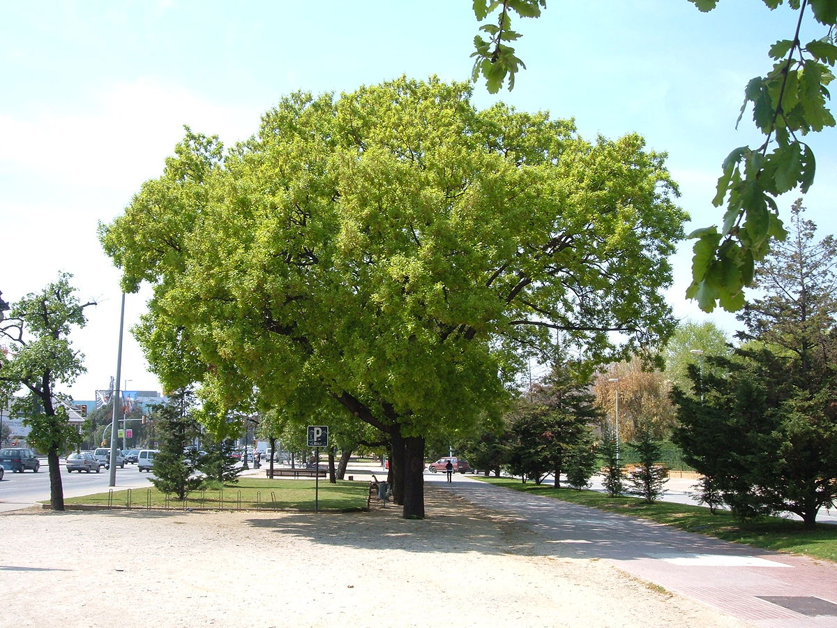 Quercus pubescens.jpg