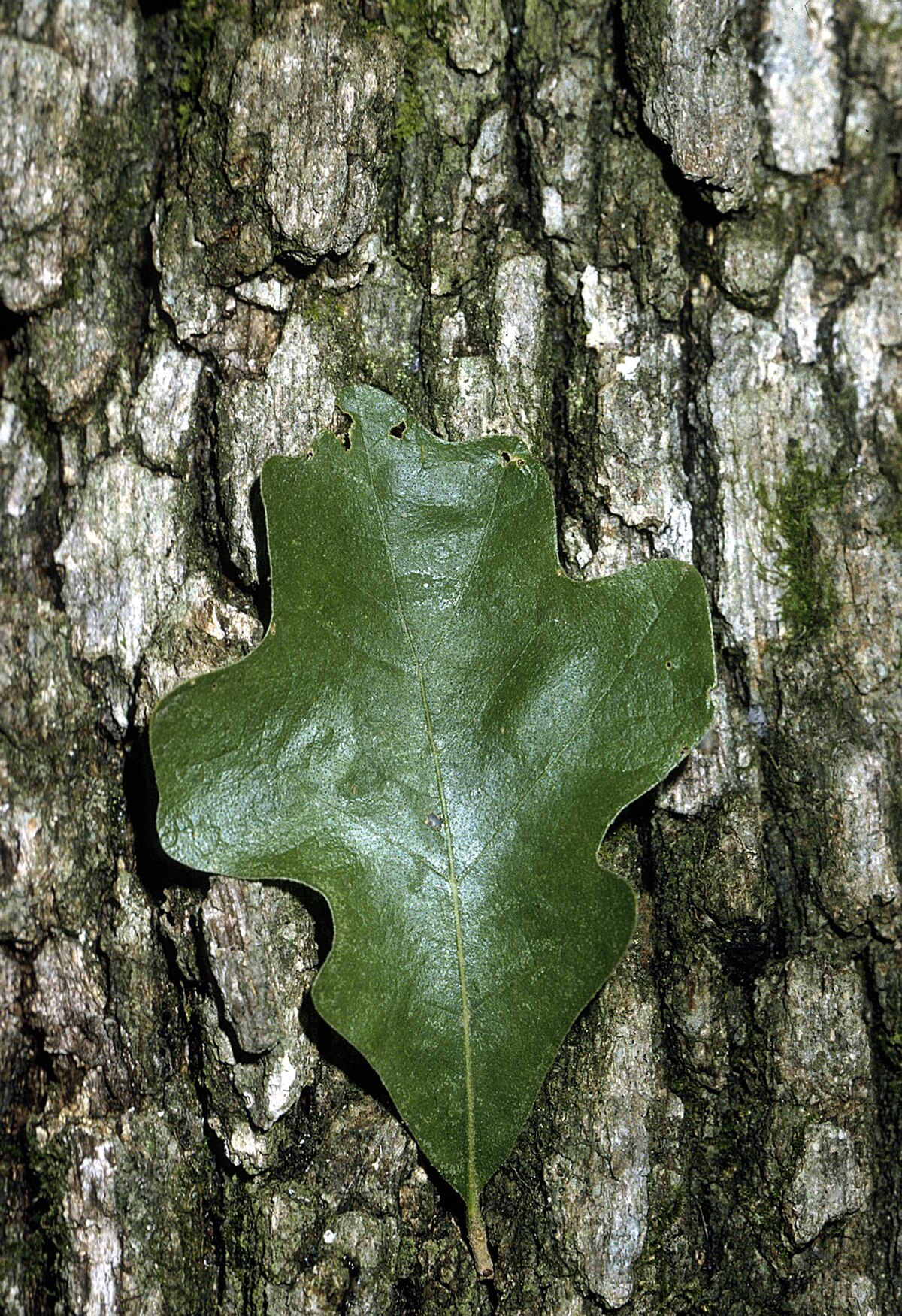 Quercus stellata