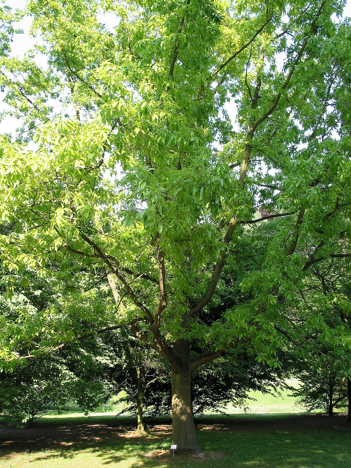 Chêne liège de Chine