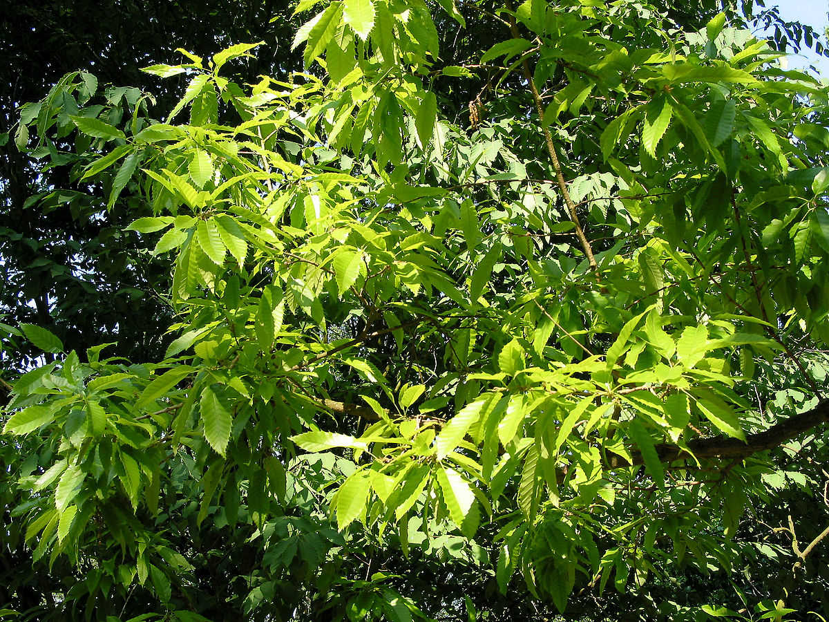 Feuilles du chêne liège de Chine