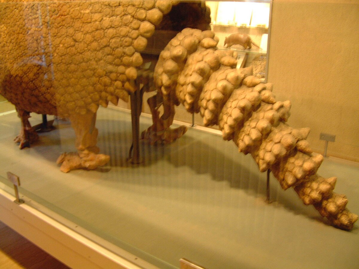 La queue du glyptodon avec, en arrière plan, un tatou contemporain, photo prise au Museum d'Histoire naturelle de Dijon