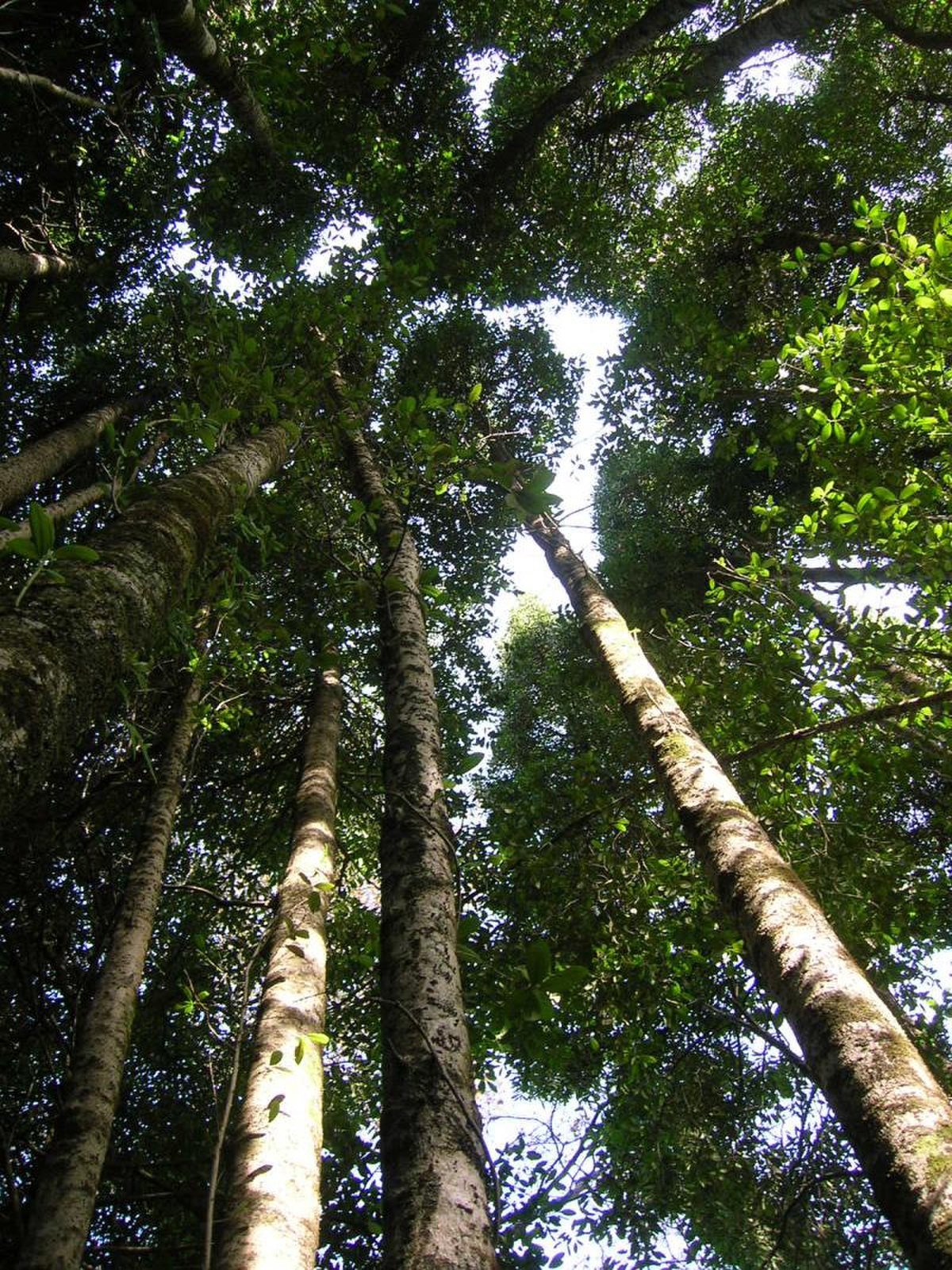 Gomortegaceae