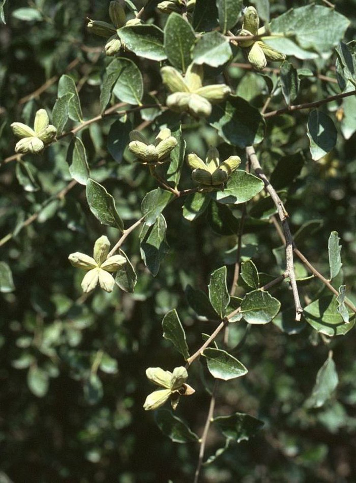 Quillajaceae