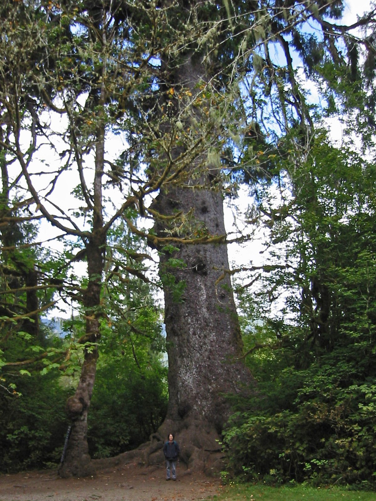 Épinette de Sitka