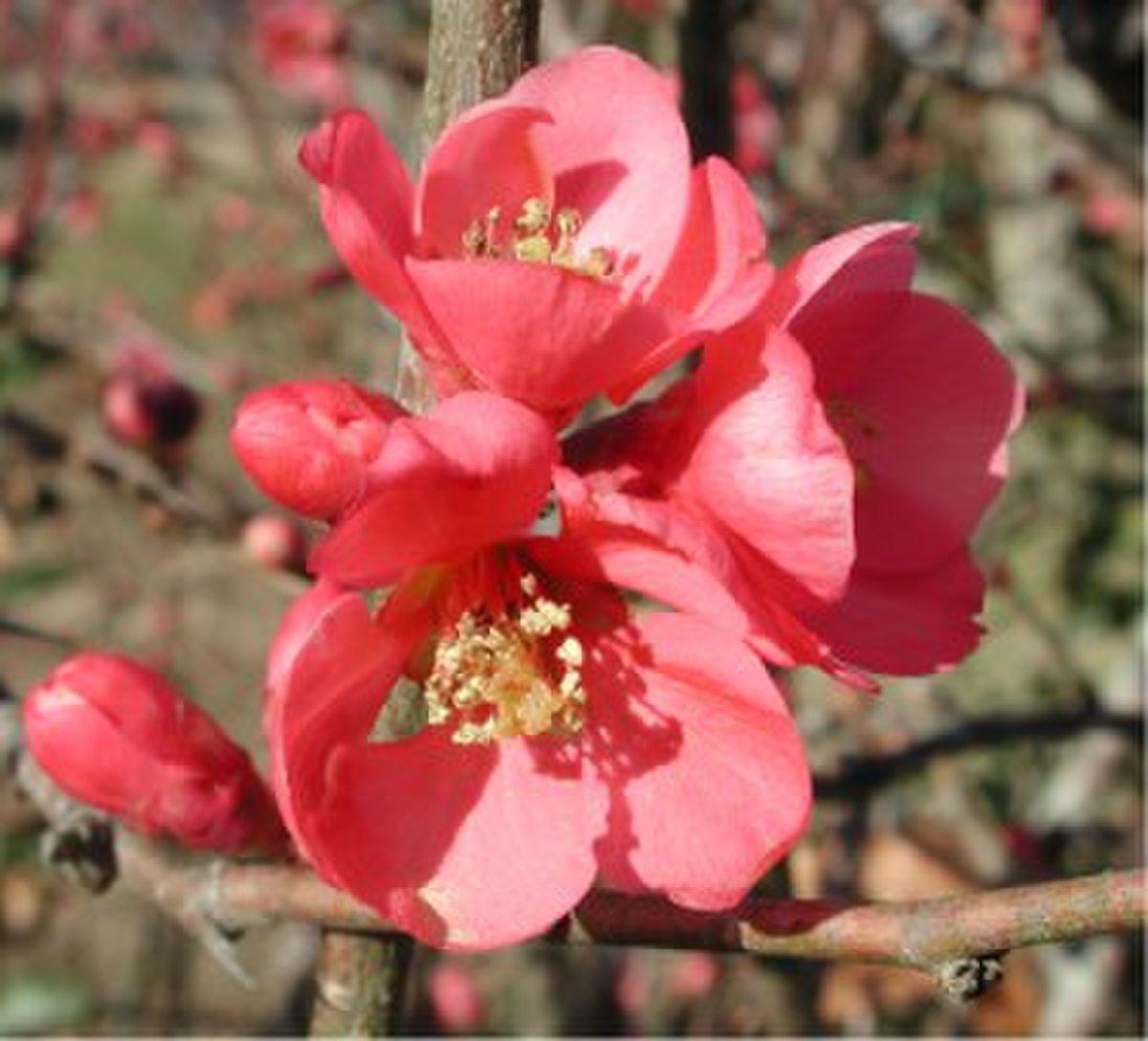 Chaenomeles