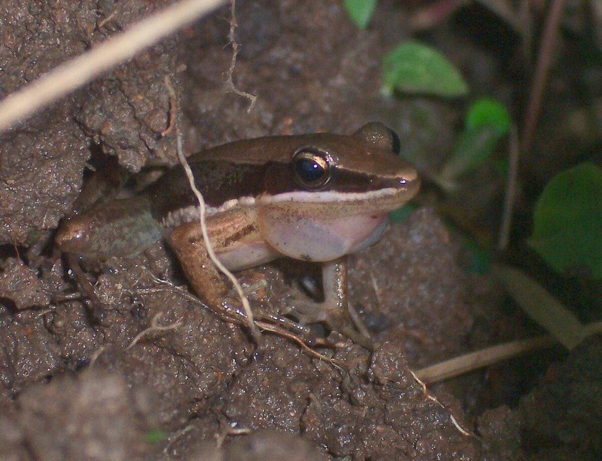 Fejervarya nicobariensis