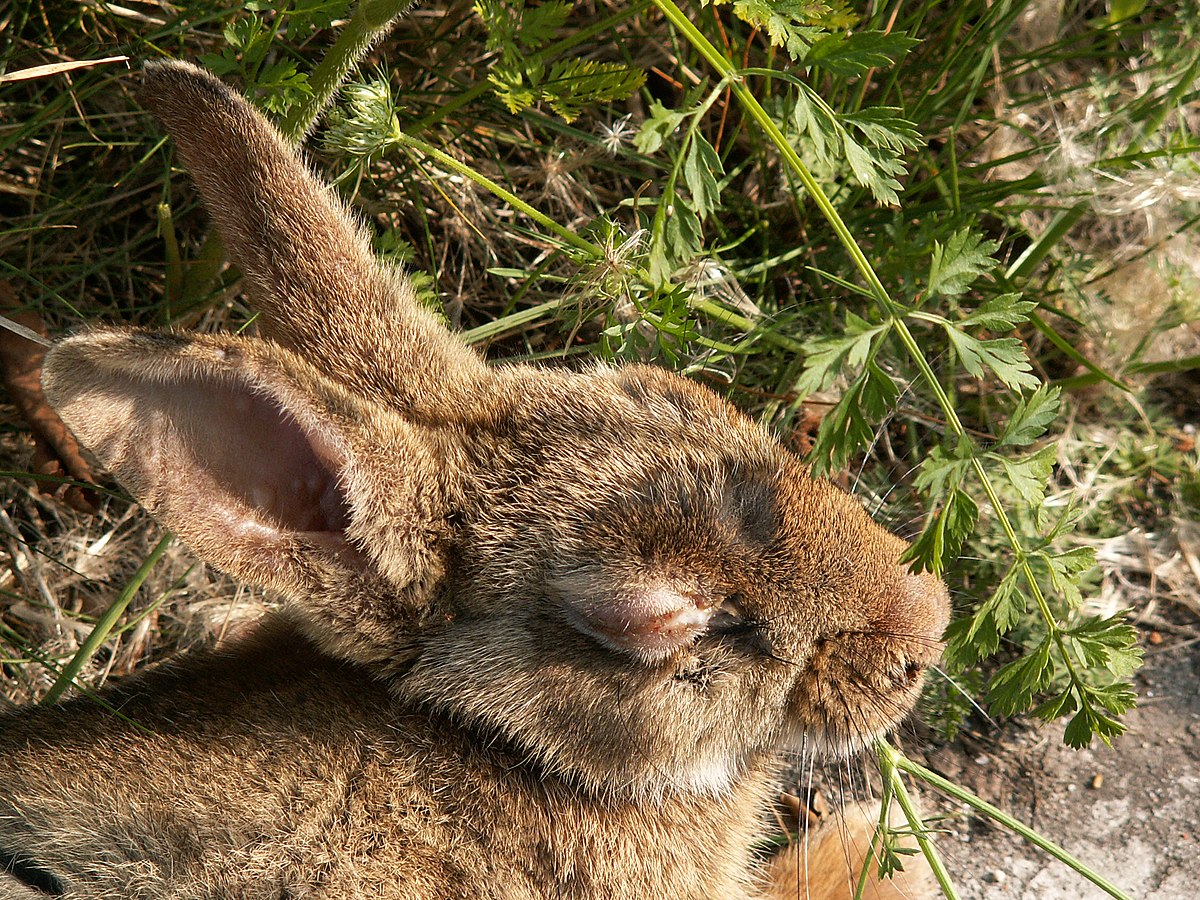 Un lapin malade à l'oeil boursouflé