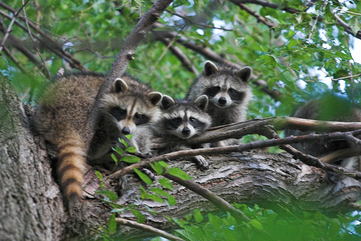 Raccons in a tree.jpg