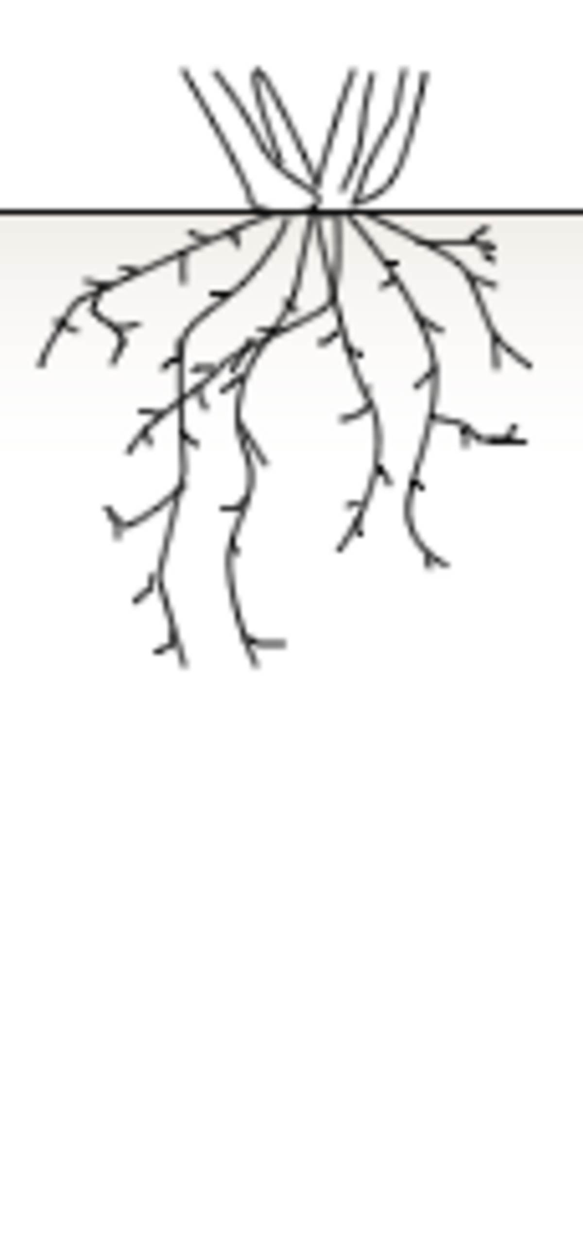 Racines fasciculées.png