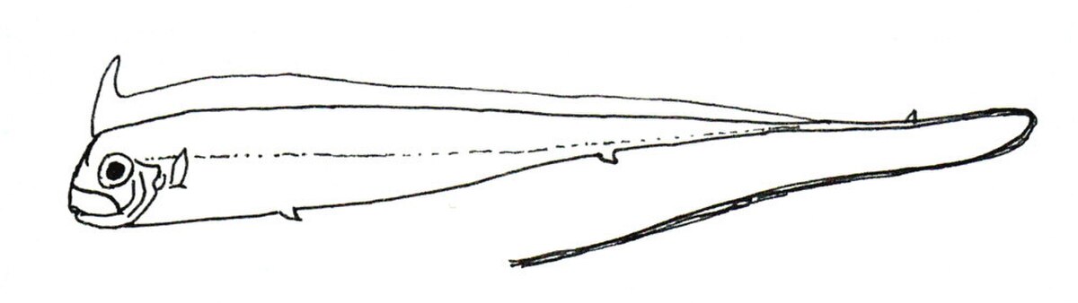 Radiicephalus elongatus