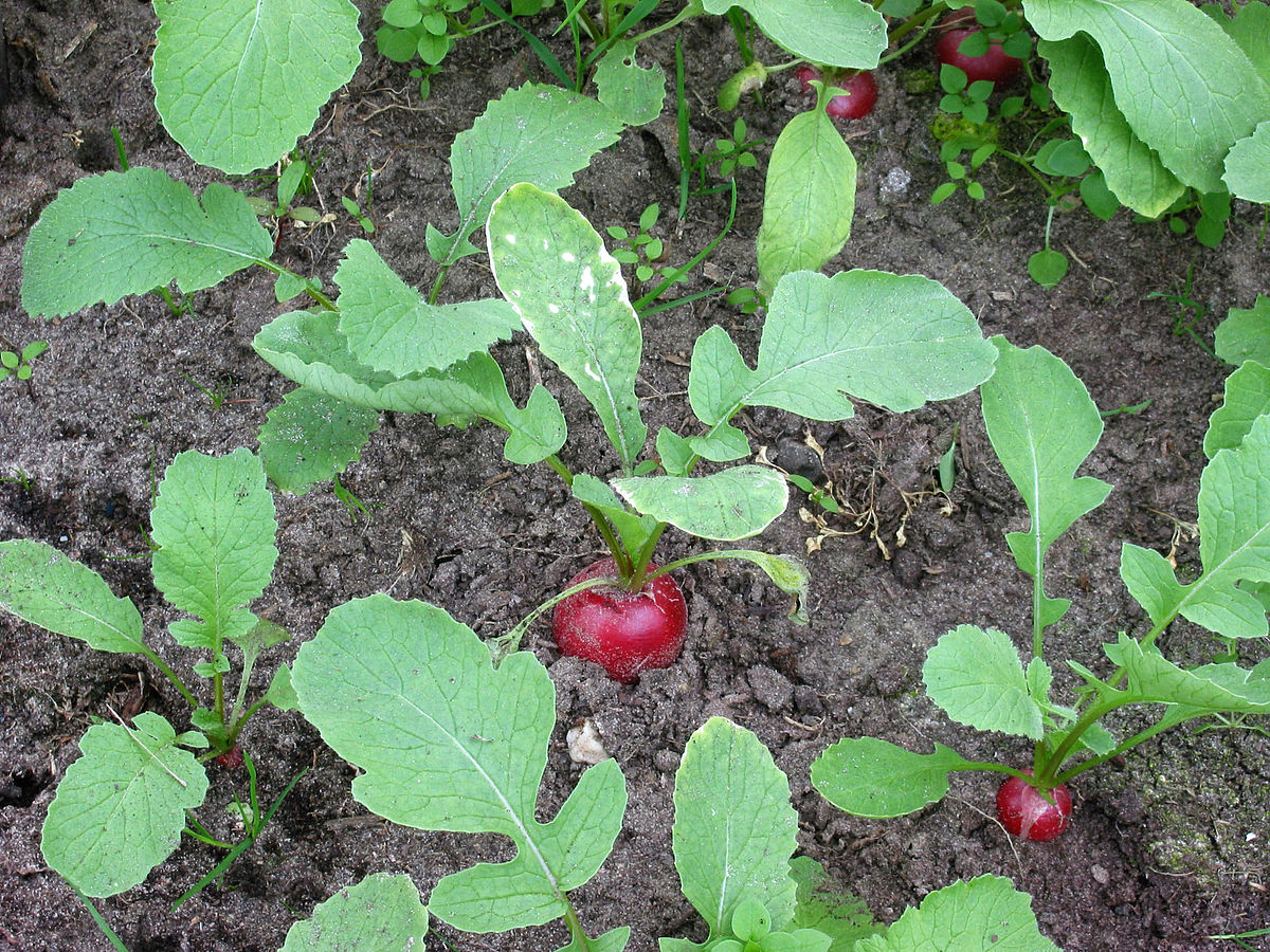 Radijs planten (Raphanus sativus subsp. sativus).jpg