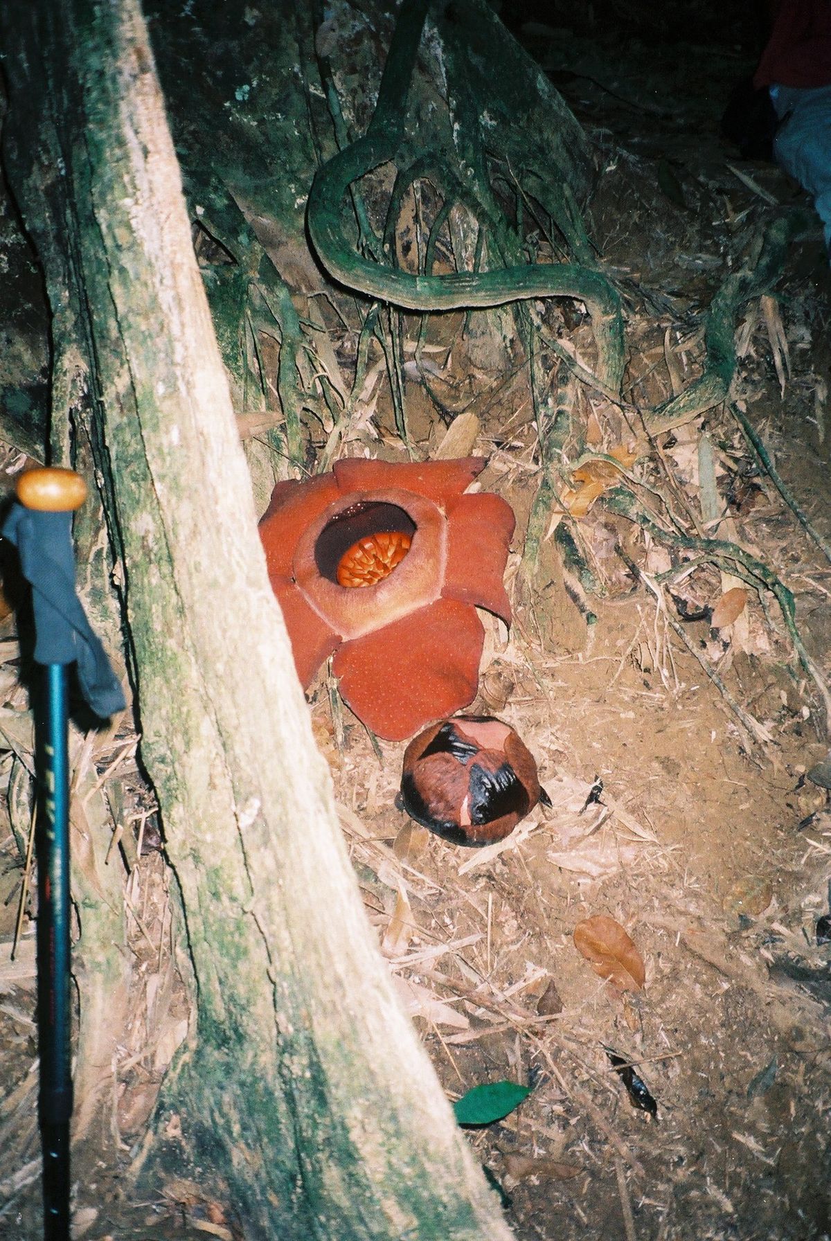 Rafflesiaceae