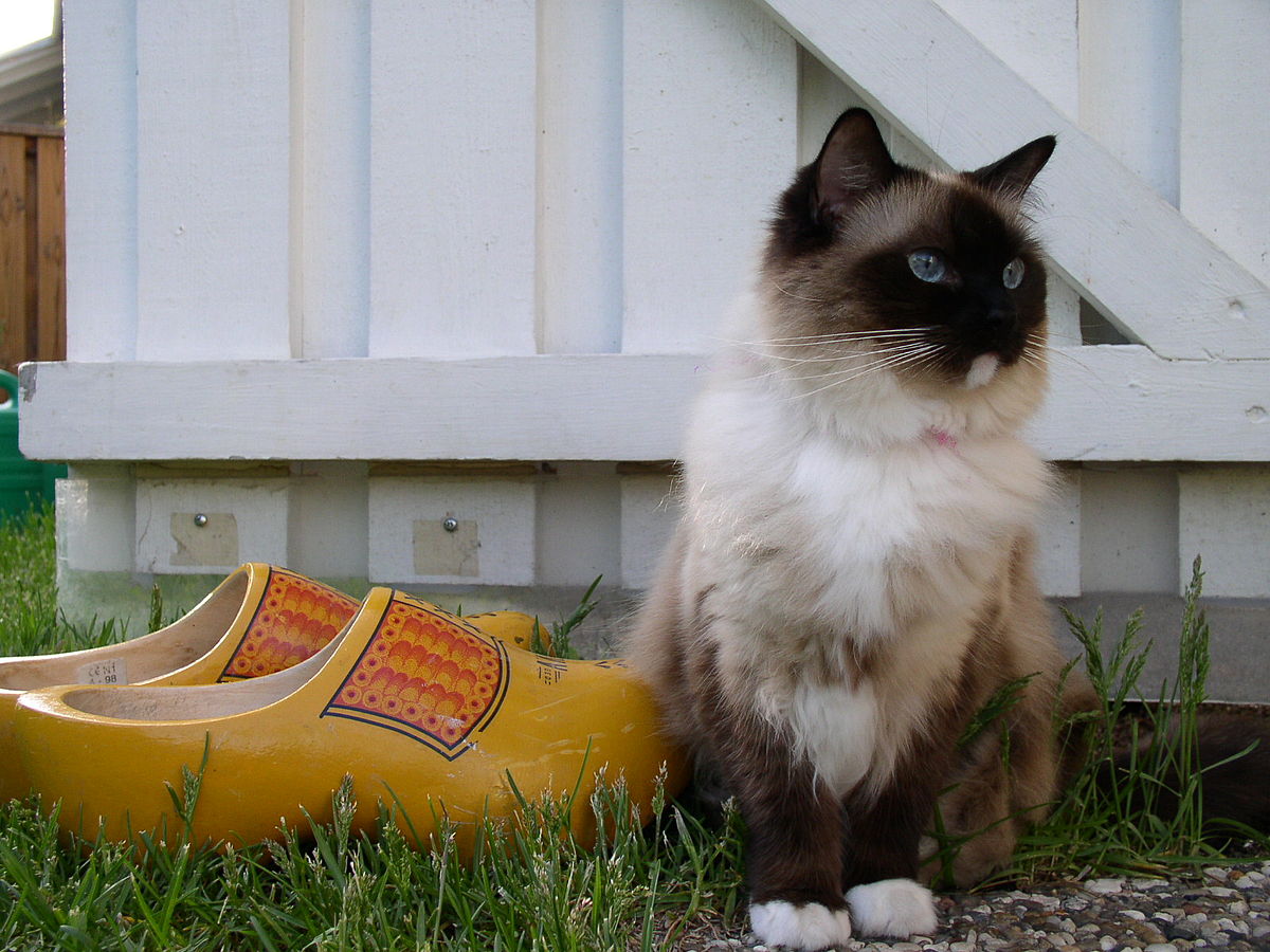 Ragdoll, seal mitted.JPG