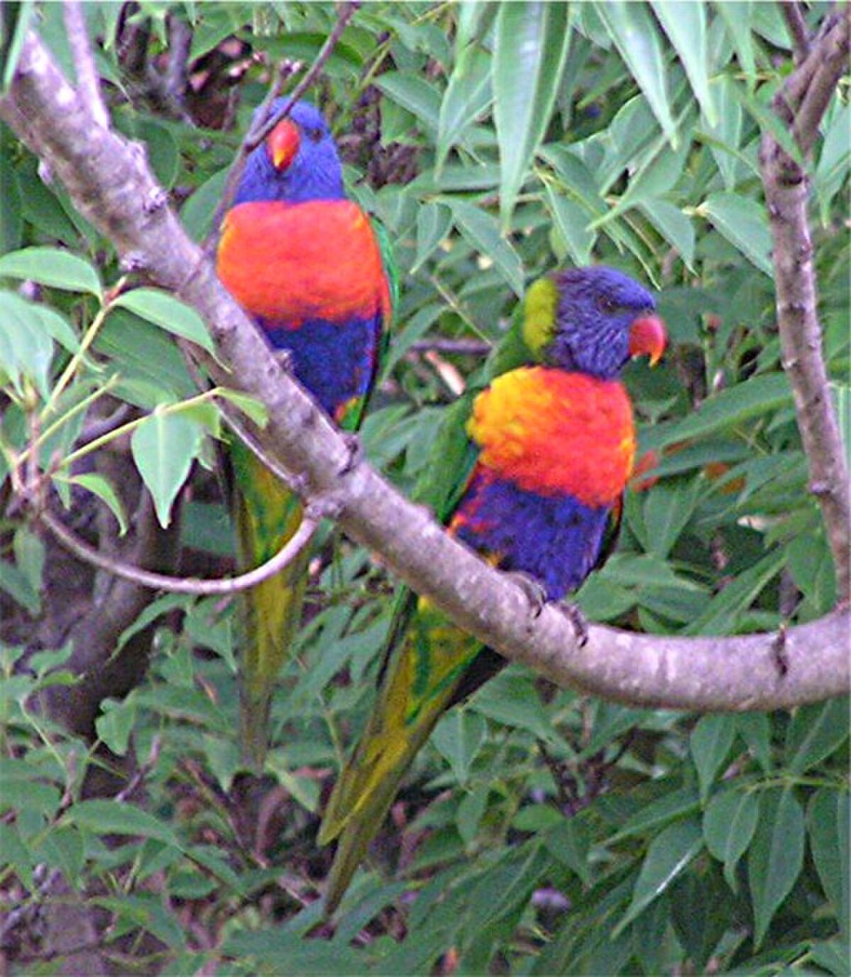 Trichoglossus