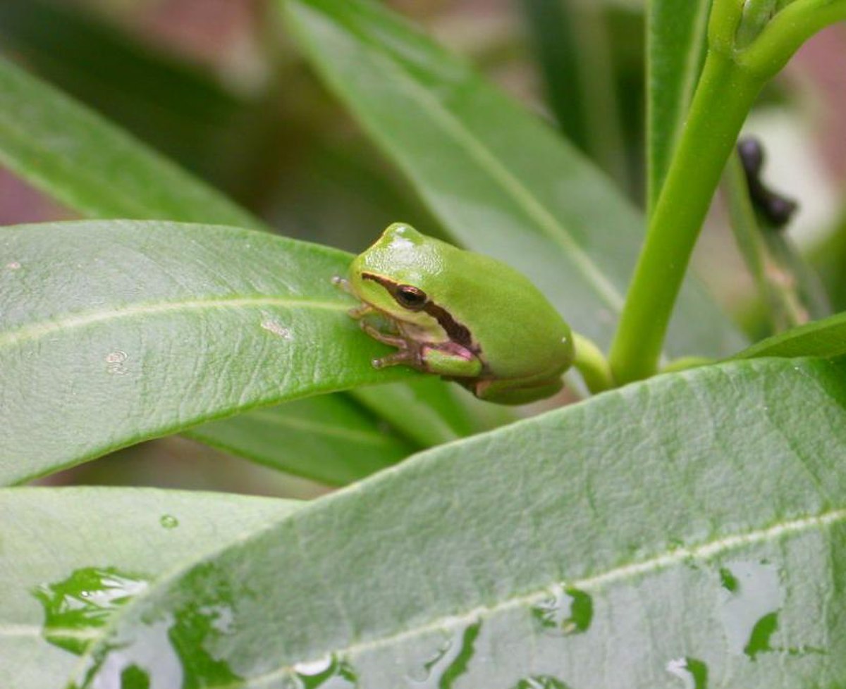 Hylidae