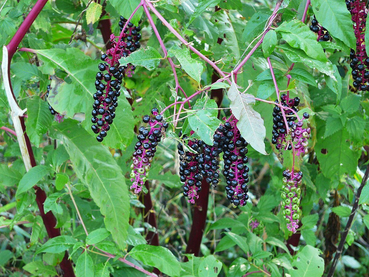 Raisin d'Amérique