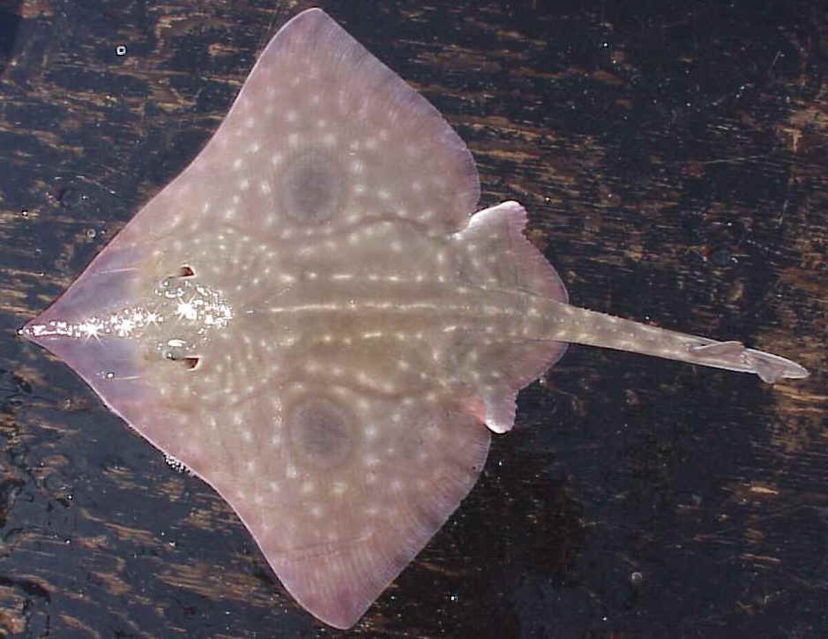 Raja binoculata