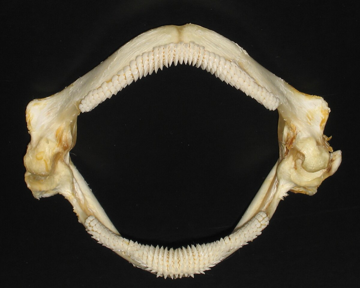 Raja clavata.jpg