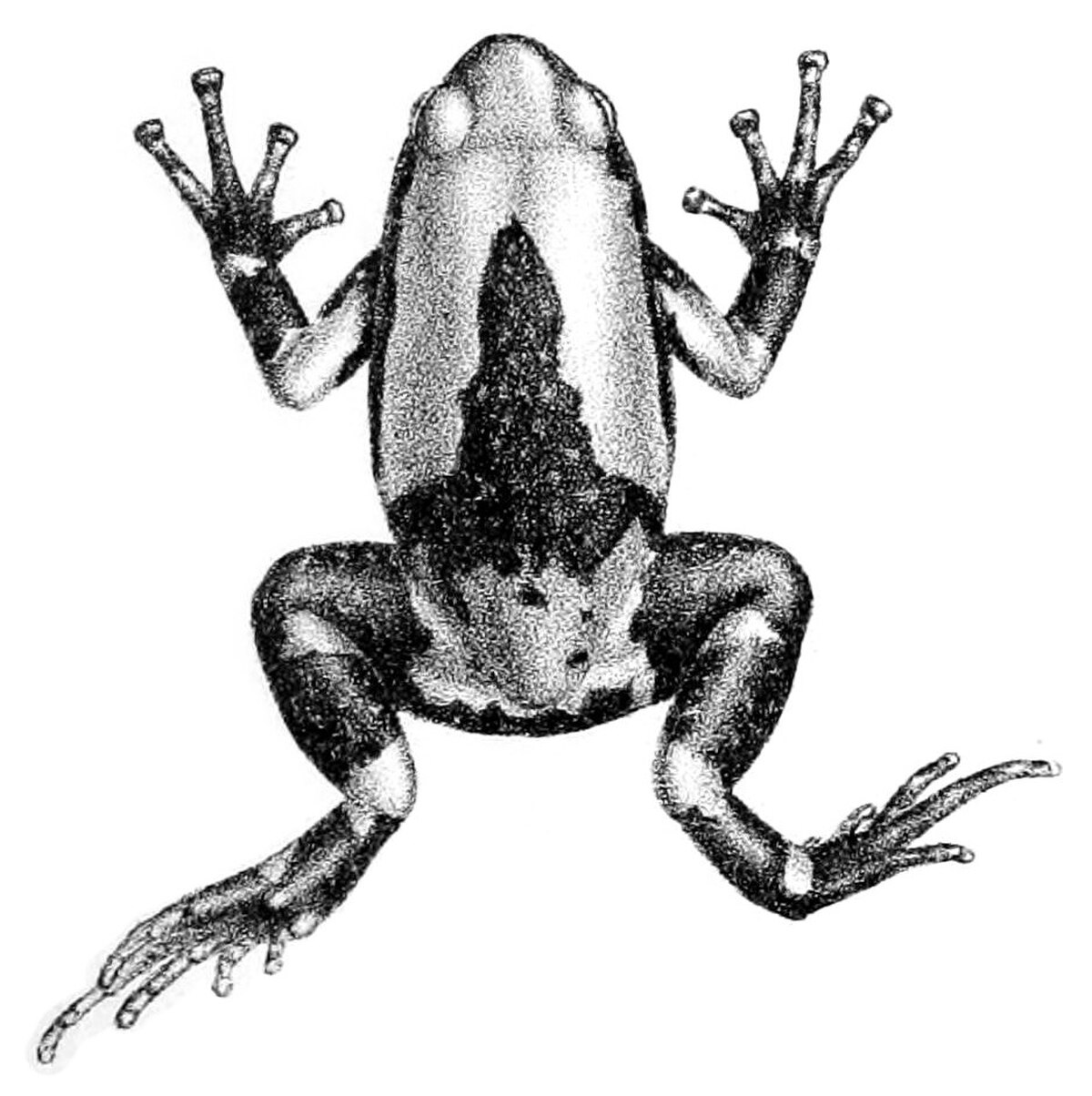 Ramanella triangularis