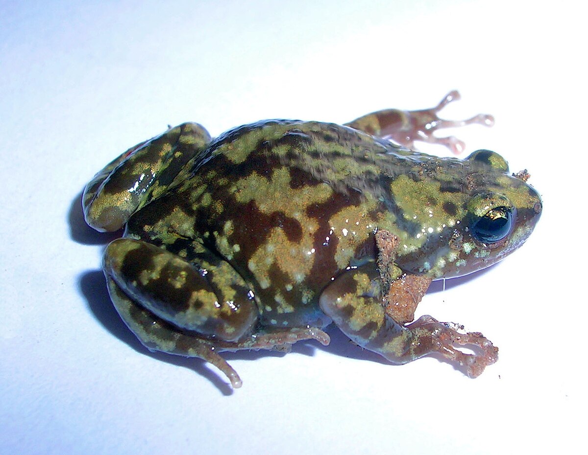 Ramanella variegata