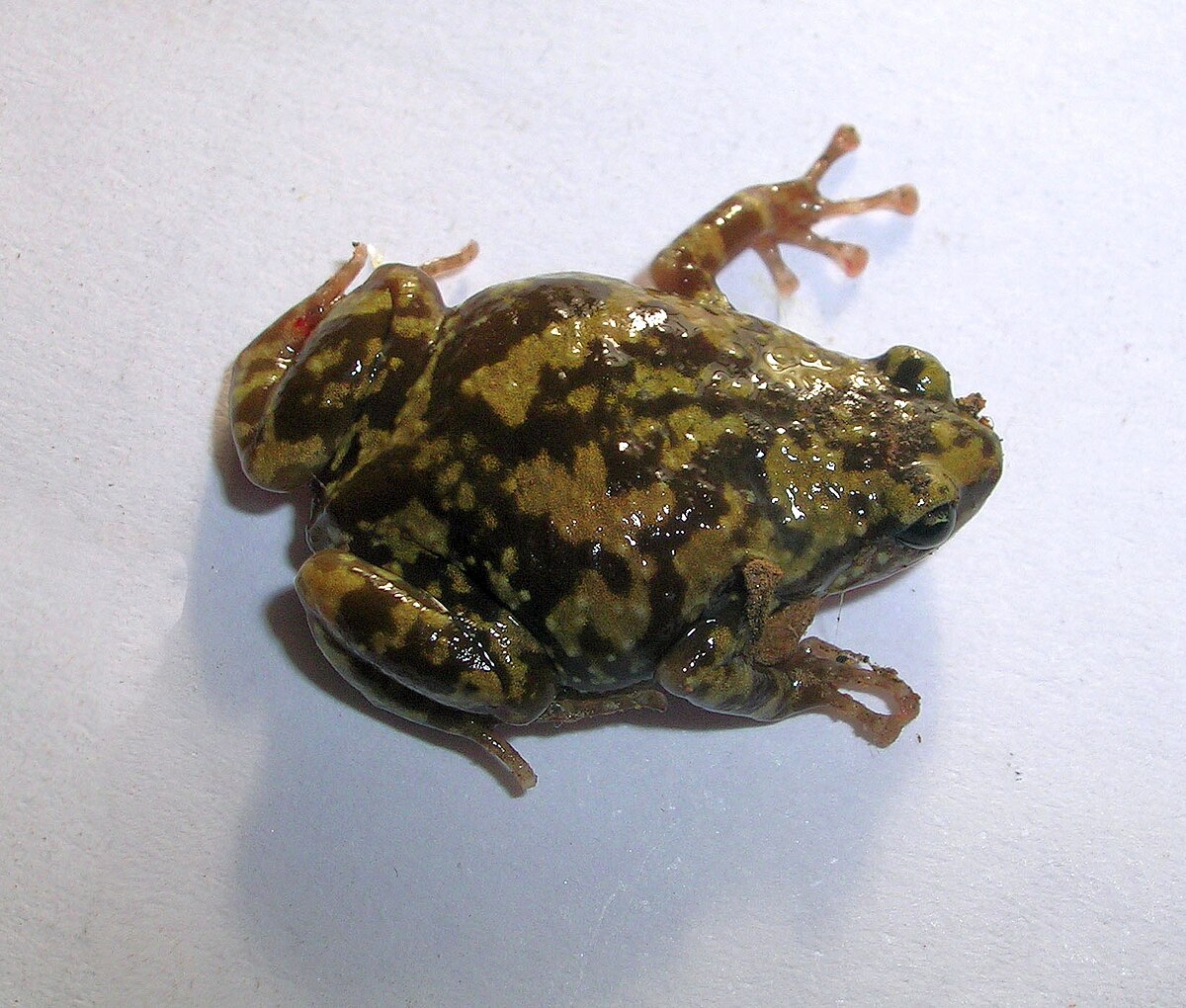 Ramanella