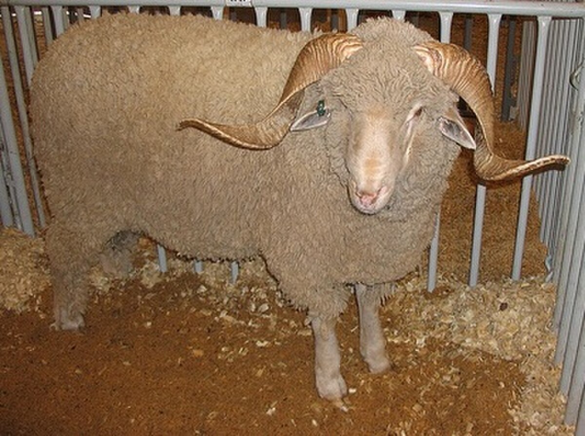 Mérinos de Rambouillet