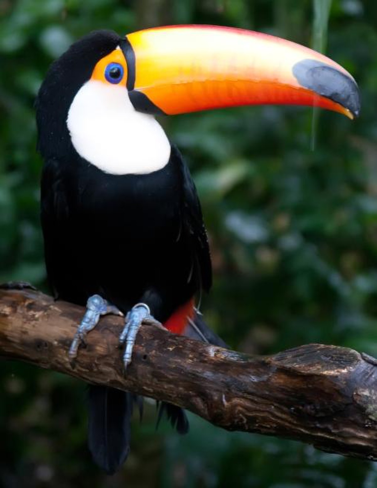 Toucan toco