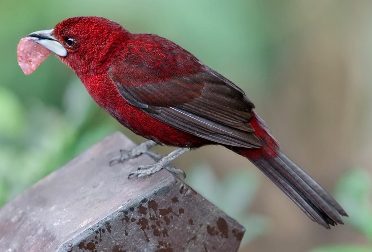 Un oiseau rouge sang aux ailes et queue tirant sur le noir et au bec gris argent