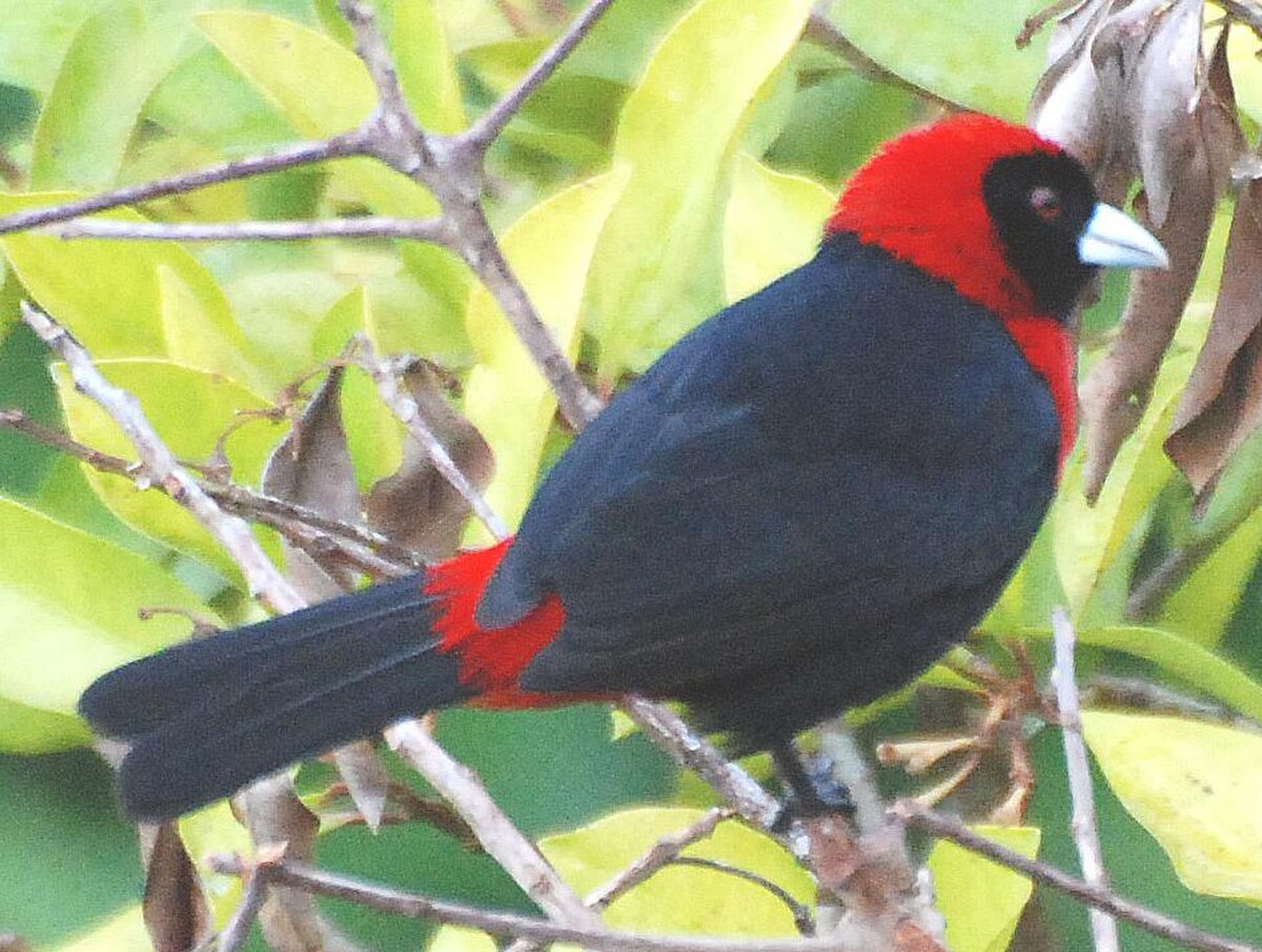 Tangara ceinturé