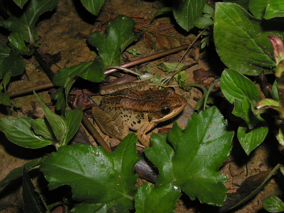 Babina adenopleura