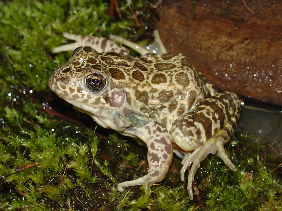 Lithobates areolatus