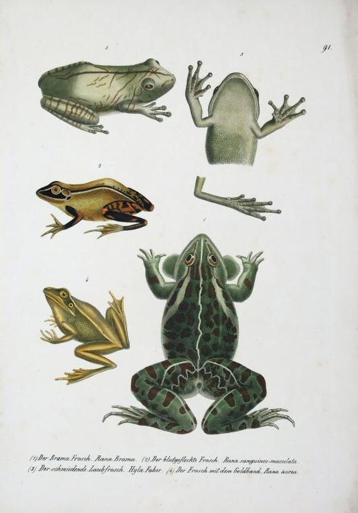 Grenouille
