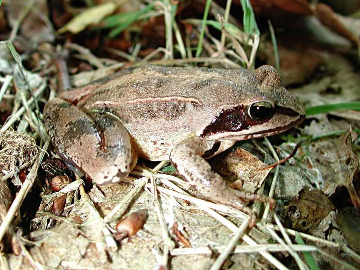 Rana dalmatina