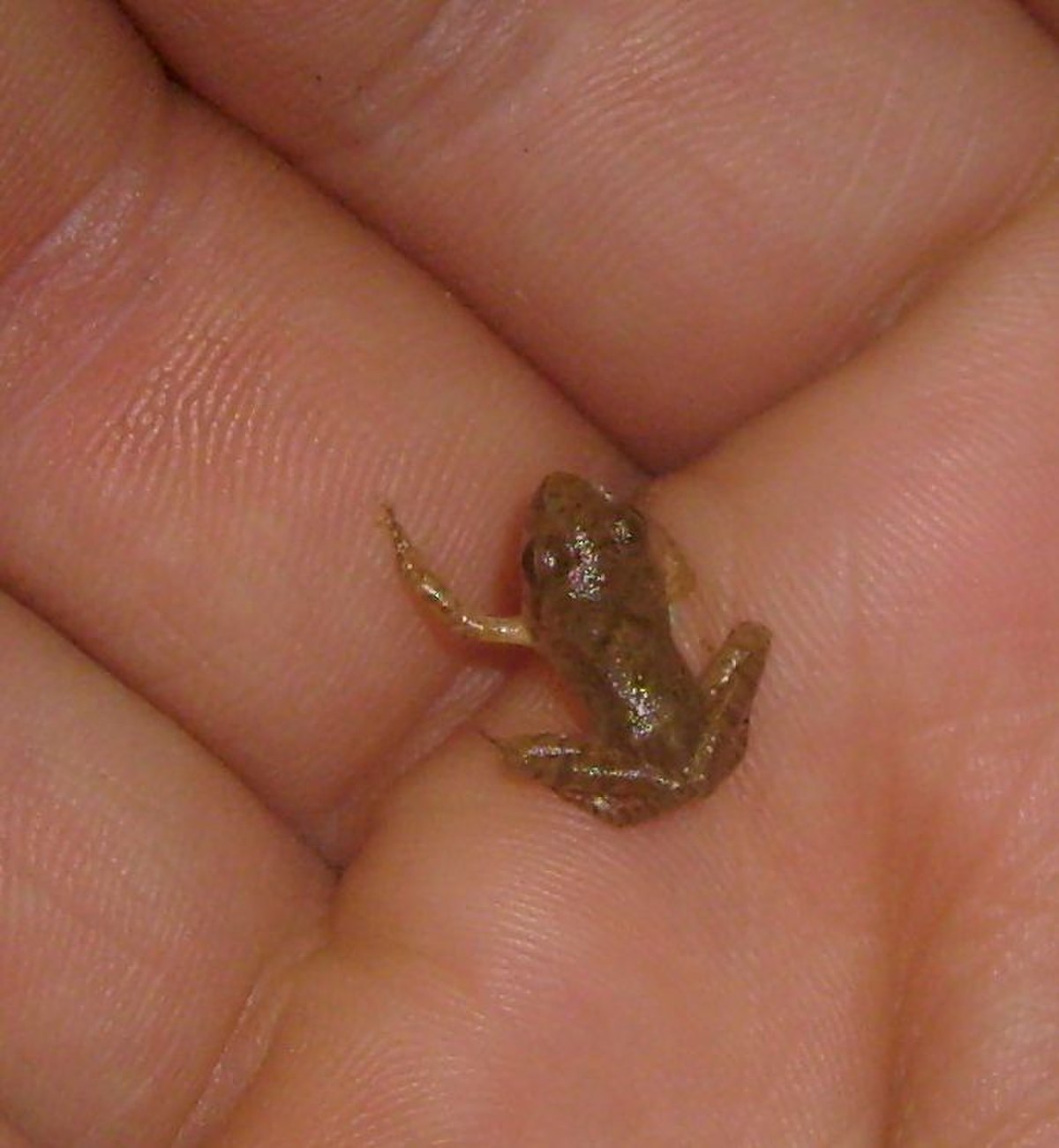 Rana dybowskii