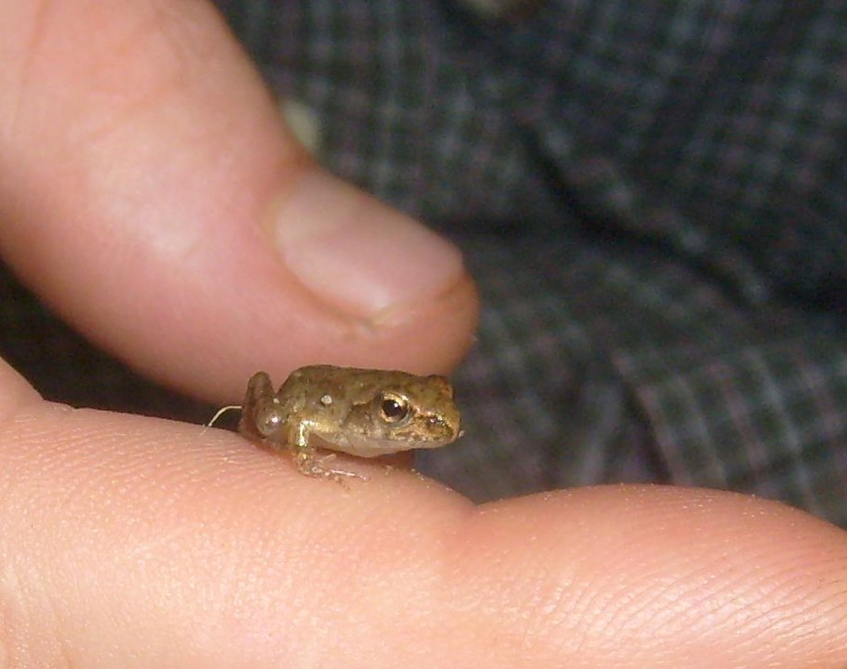 Rana dybowskii juvenile in hand.jpg