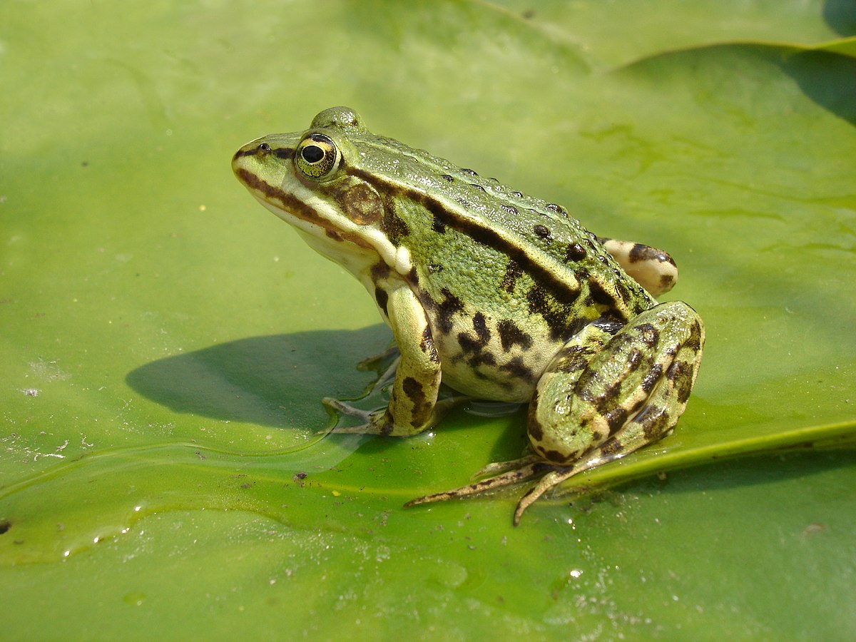 Rana kl. esculenta