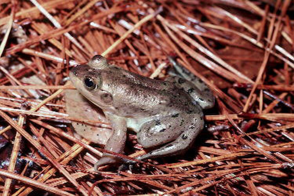 Lithobates grylio