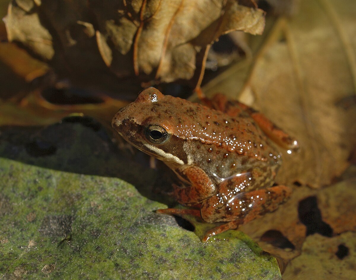 Grenouille ibérique
