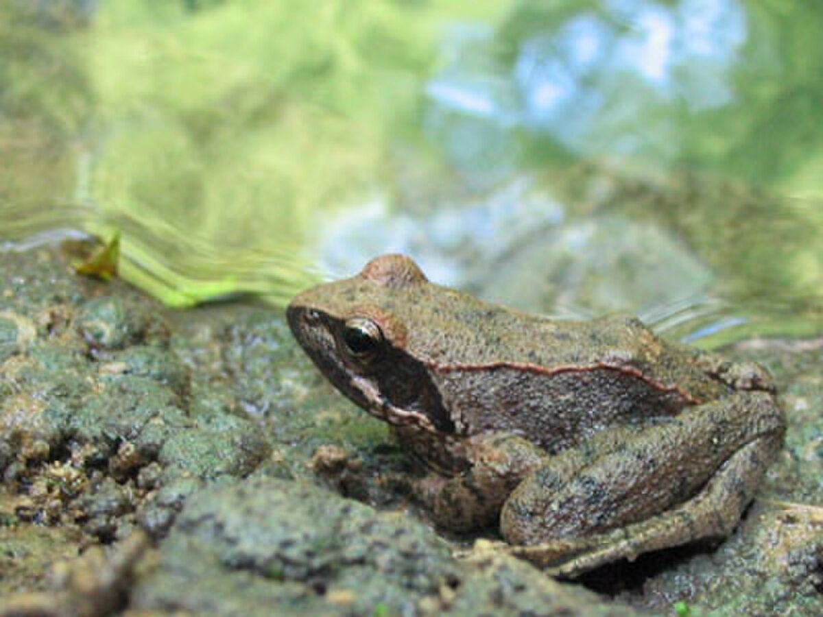 Rana italica