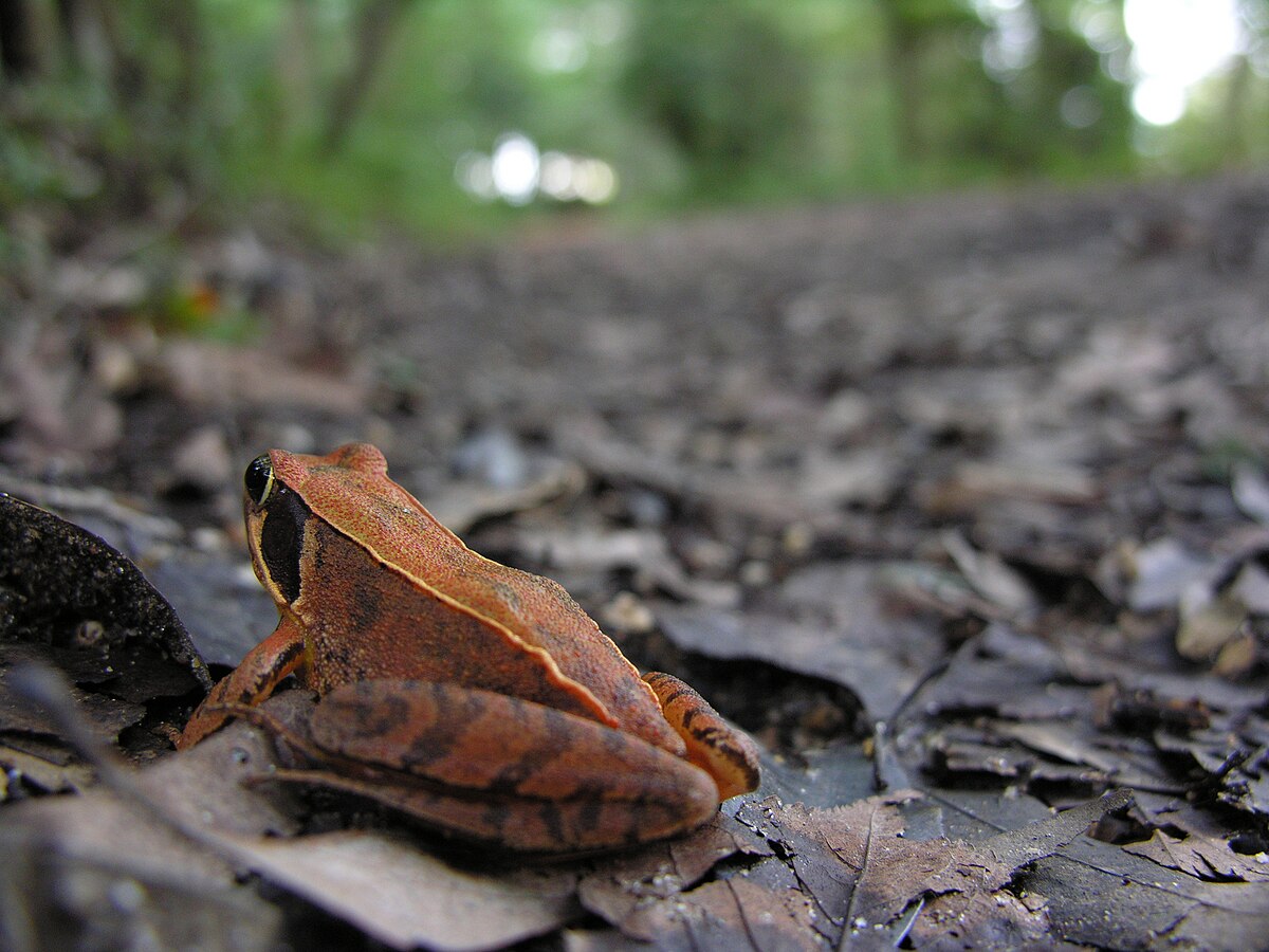 Rana japonica