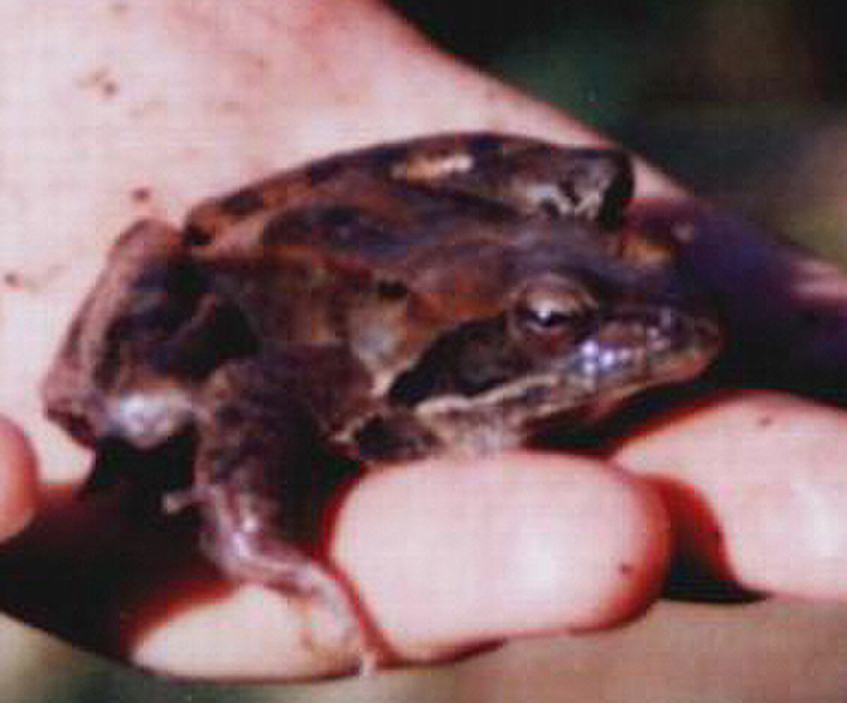 Rana macrocnemis