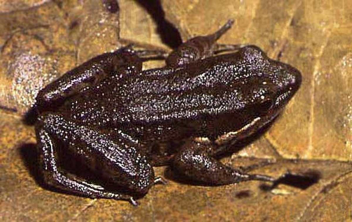 Hylarana nigrovittata