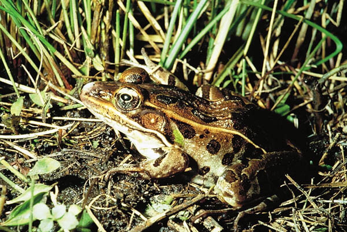 Grenouille léopard