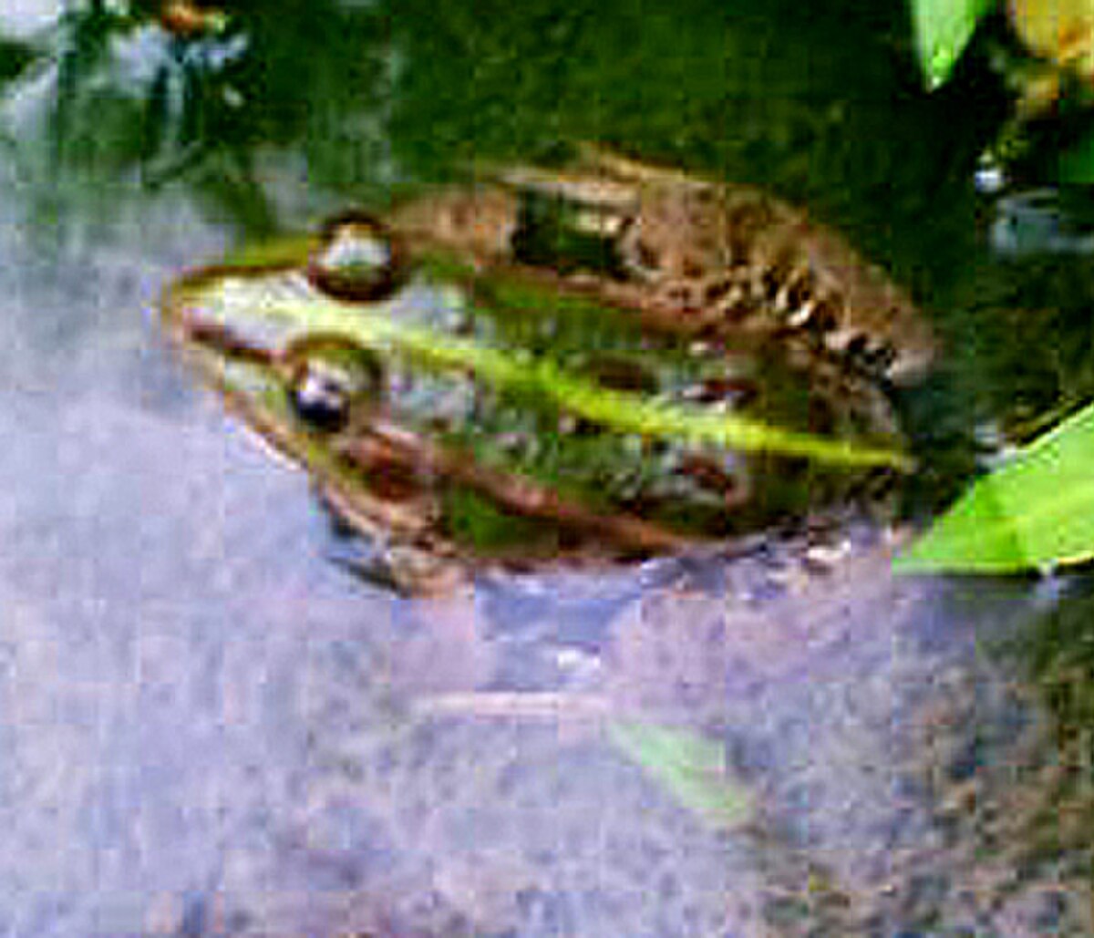 Pelophylax porosus